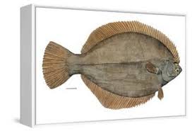 Image result for Pseudopleuronectes americanus