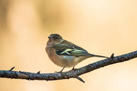 Attēlu rezultāti vaicājumam “Fringilla coelebs”