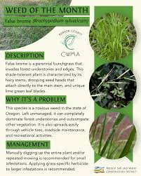 Attēlu rezultāti vaicājumam “Brachypodium sylvaticum leaf”