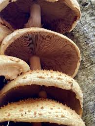 Attēlu rezultāti vaicājumam “Pholiota squarrosoides”