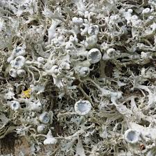 Attēlu rezultāti vaicājumam “Anaptychia ciliaris”