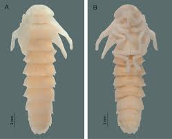 Attēlu rezultāti vaicājumam “Phosphaenus hemipterus male”