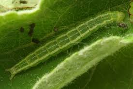 Attēlu rezultāti vaicājumam “Ypsolopha asperella”