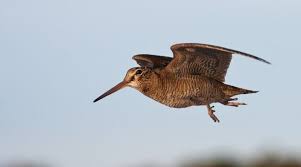 Attēlu rezultāti vaicājumam “Scolopax rusticola nest”
