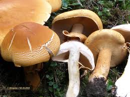 Attēlu rezultāti vaicājumam “Phaeolepiota aurea”