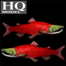 Image result for Oncorhynchus nerka