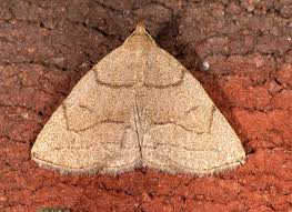 Attēlu rezultāti vaicājumam “Zanclognatha tarsipennalis”