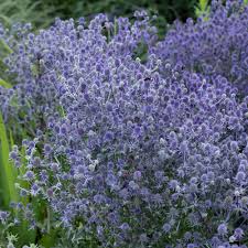 Attēlu rezultāti vaicājumam “Eryngium planum”