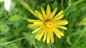 Attēlu rezultāti vaicājumam “Leontodon hispidus flower”