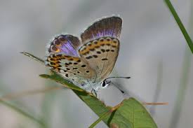 Attēlu rezultāti vaicājumam “Plebejus idas underside”