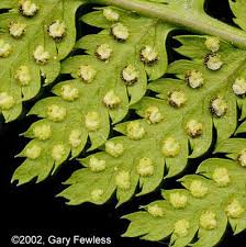 Attēlu rezultāti vaicājumam “Dryopteris carthusiana”