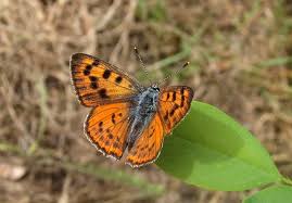 Attēlu rezultāti vaicājumam “Lycaena alciphron”