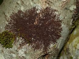 Attēlu rezultāti vaicājumam “Frullania tamarisci”