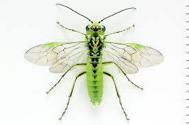 Attēlu rezultāti vaicājumam “Rhogogaster viridis”