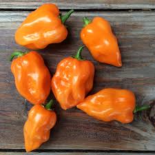 Afbeeldingsresultaat voor orange habanero hot pepper