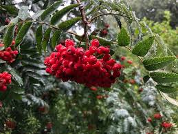 Attēlu rezultāti vaicājumam “Sorbus aucuparia fruit”