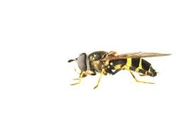 Attēlu rezultāti vaicājumam “Dasysyrphus tricinctus”