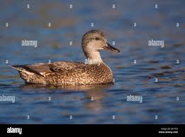 Attēlu rezultāti vaicājumam “Anas strepera female”