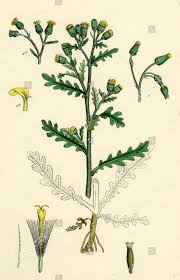 Attēlu rezultāti vaicājumam “Senecio vulgaris”