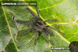 Attēlu rezultāti vaicājumam “Lamproderma nigrescens”