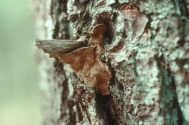 Attēlu rezultāti vaicājumam “Phellinus pini”