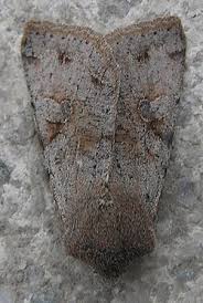 Attēlu rezultāti vaicājumam “Orthosia incerta”