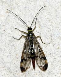 Attēlu rezultāti vaicājumam “Panorpa communis imago”