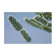 Attēlu rezultāti vaicājumam “Nostoc pruniforme cells”