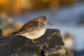 Attēlu rezultāti vaicājumam “Calidris maritima adult”