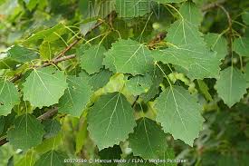 Attēlu rezultāti vaicājumam “Populus tremula leaf”