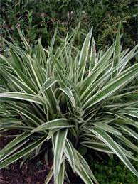 Attēlu rezultāti vaicājumam “Dianemataceae”