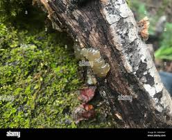 Attēlu rezultāti vaicājumam “Myxarium nucleatum”