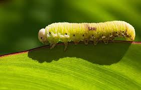 Attēlu rezultāti vaicājumam “Cimbex femoratus imago”