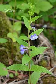 Attēlu rezultāti vaicājumam “Scutellaria galericulata leaf”