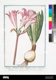 Image result for beladona