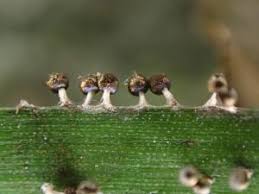 Attēlu rezultāti vaicājumam “Diachea leucopodia macro”