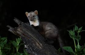 Attēlu rezultāti vaicājumam “Martes martes”