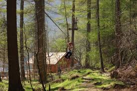 Image result for Go Ape! Dalby
