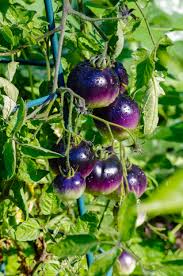 Afbeeldingsresultaat voor cherokee purple tomato