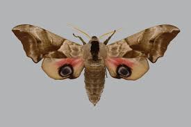 Attēlu rezultāti vaicājumam “Smerinthus ocellata”