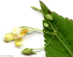 Attēlu rezultāti vaicājumam “Impatiens parviflora fruit”