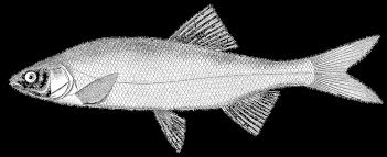 Image result for Mylopharodon conocephalus