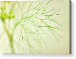 Attēlu rezultāti vaicājumam “Anethum graveolens leaf”