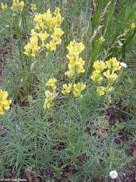 Attēlu rezultāti vaicājumam “Linaria vulgaris bud”