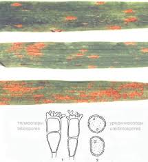 Attēlu rezultāti vaicājumam “Puccinia coronata”