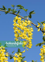 Attēlu rezultāti vaicājumam “Laburnum anagyroides”