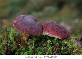 Attēlu rezultāti vaicājumam “Xerocomus subtomentosus”