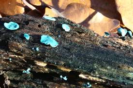 Attēlu rezultāti vaicājumam “Chlorociboria aeruginascens”