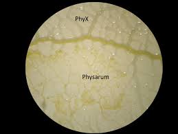 Attēlu rezultāti vaicājumam “Physarum contextum young”