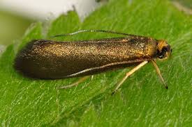 Attēlu rezultāti vaicājumam “Roeslerstammia erxlebella”